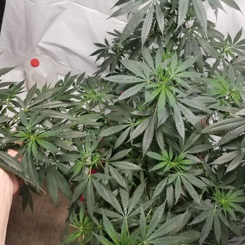 Gina growlog timeline photo