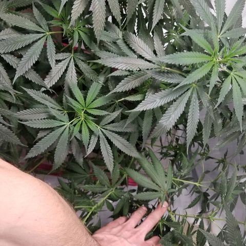 Gina growlog timeline photo