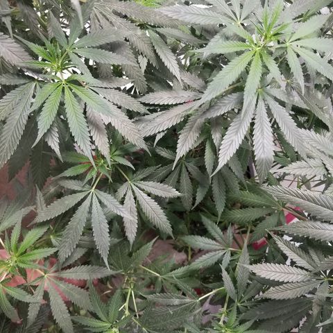 Gina growlog timeline photo