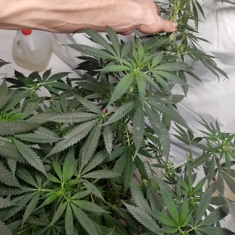 Gina growlog timeline photo