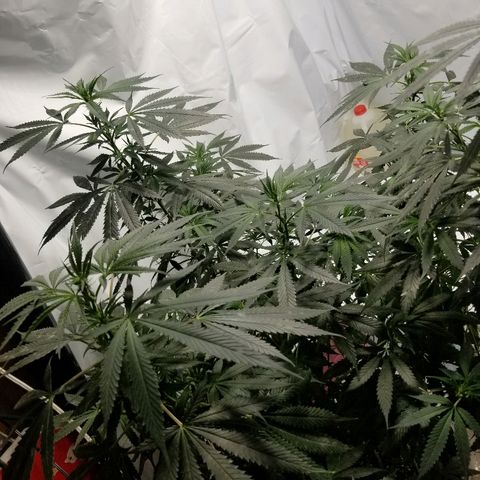 Gina growlog timeline photo