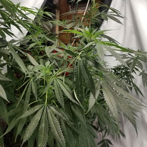 Gina growlog timeline photo