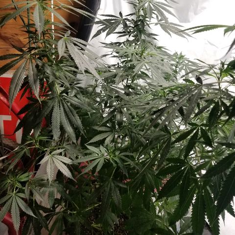 Gina growlog timeline photo