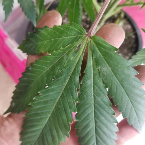 Gina growlog timeline photo