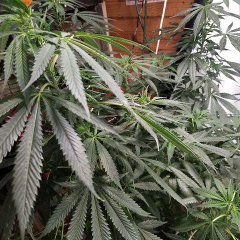 Gina growlog timeline photo