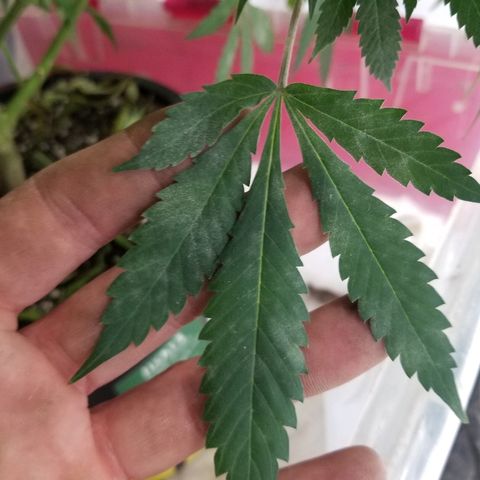 Gina growlog timeline photo