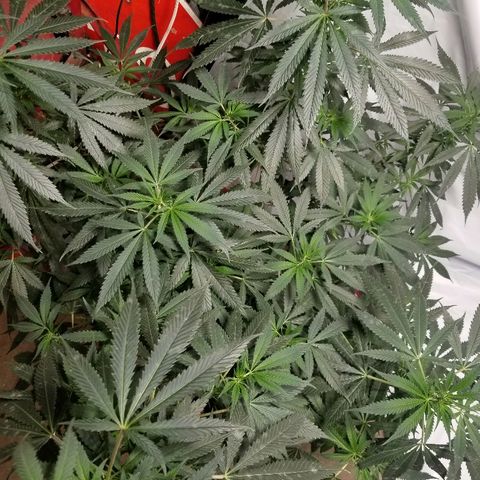Gina growlog timeline photo