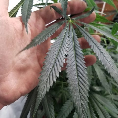Gina growlog timeline photo