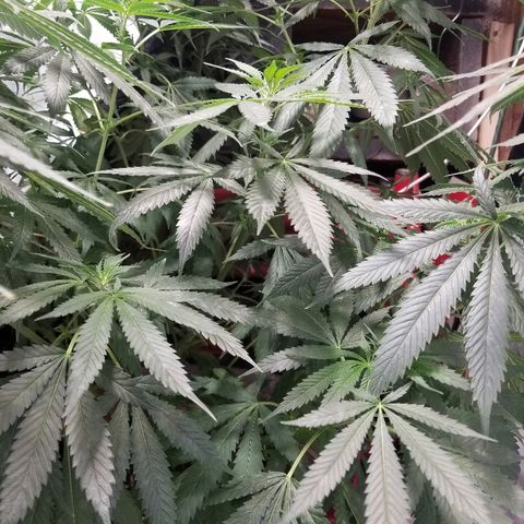 Gina growlog timeline photo