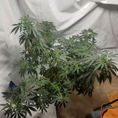 Gina growlog timeline photo