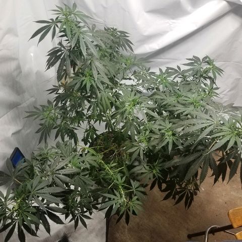 Gina growlog timeline photo