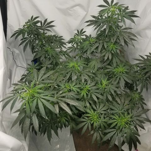 Gina growlog timeline photo