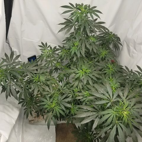 Gina growlog timeline photo