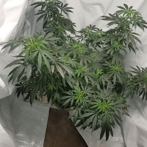 Gina growlog timeline photo