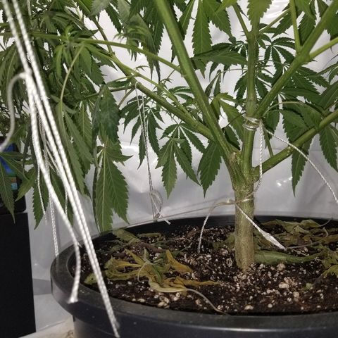 Gina growlog timeline photo