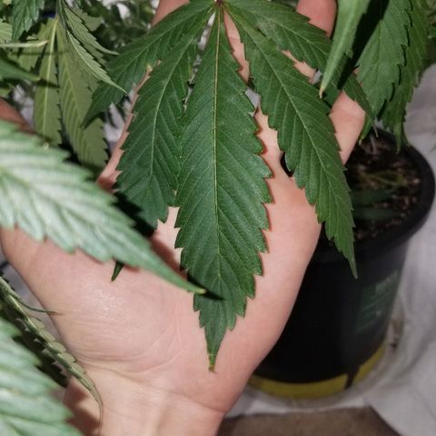 Gina growlog timeline photo