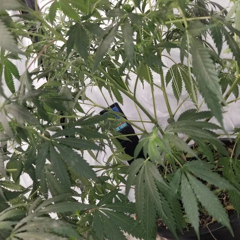 Gina growlog timeline photo