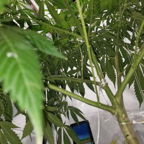 Gina growlog timeline photo