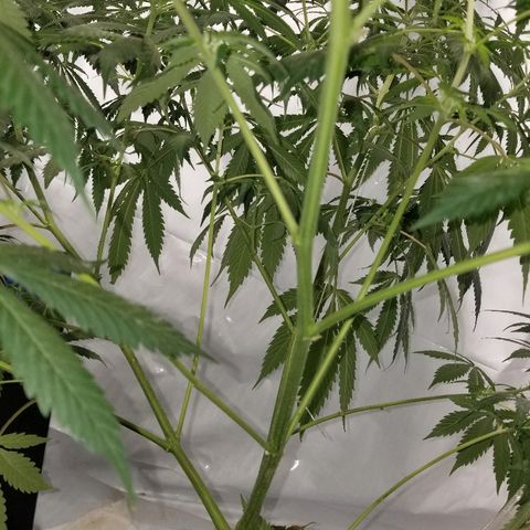 Gina growlog timeline photo