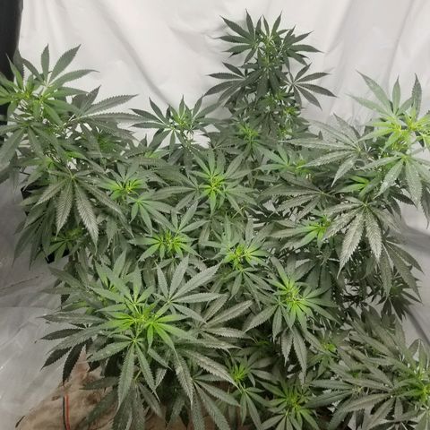 Gina growlog timeline photo