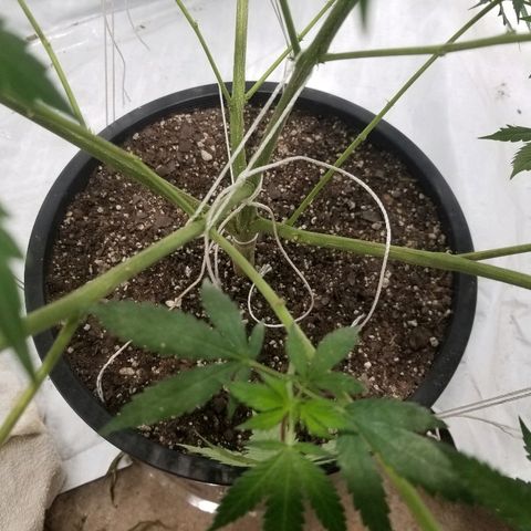 Gina growlog timeline photo