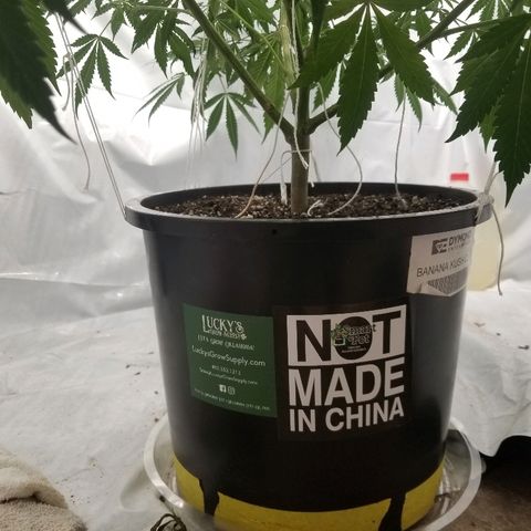 Gina growlog timeline photo