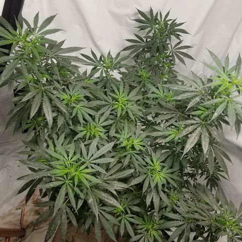 Gina growlog timeline photo