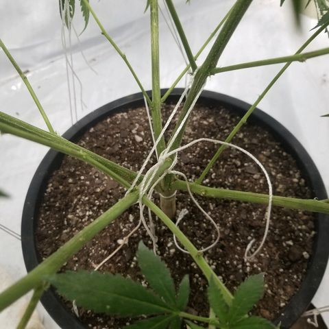 Gina growlog timeline photo