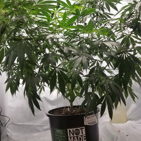 Gina growlog timeline photo
