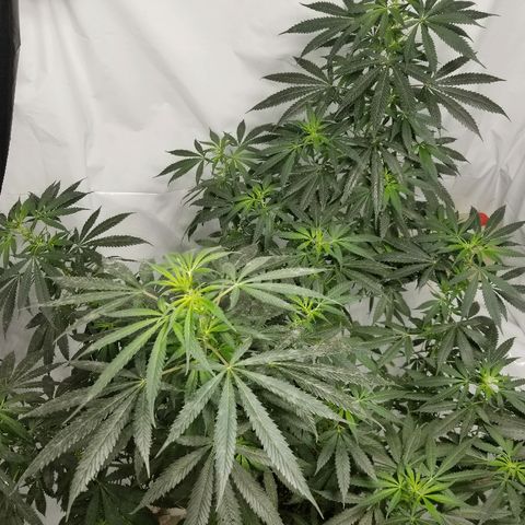Gina growlog timeline photo