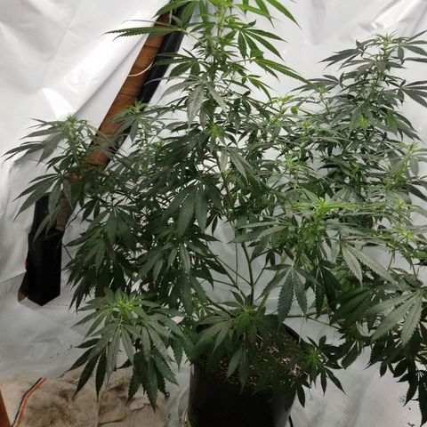 Gina growlog timeline photo