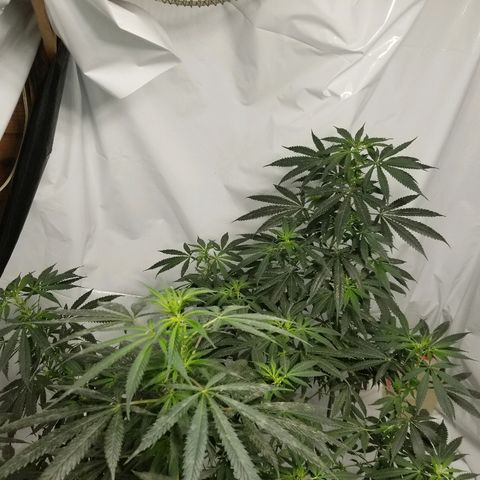 Gina growlog timeline photo