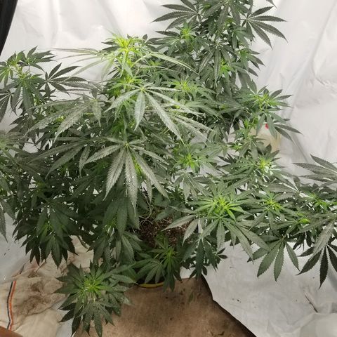 Gina growlog timeline photo