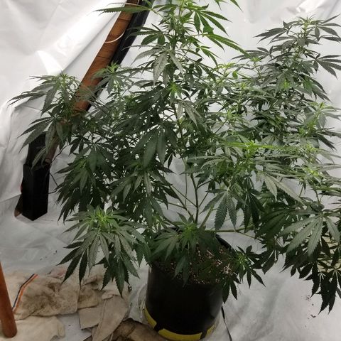 Gina growlog timeline photo