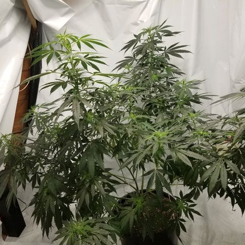 Gina growlog timeline photo