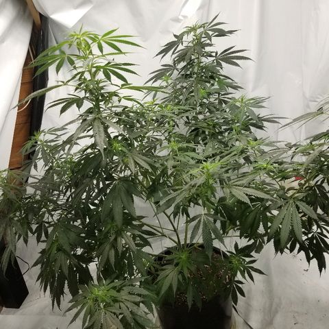 Gina growlog timeline photo