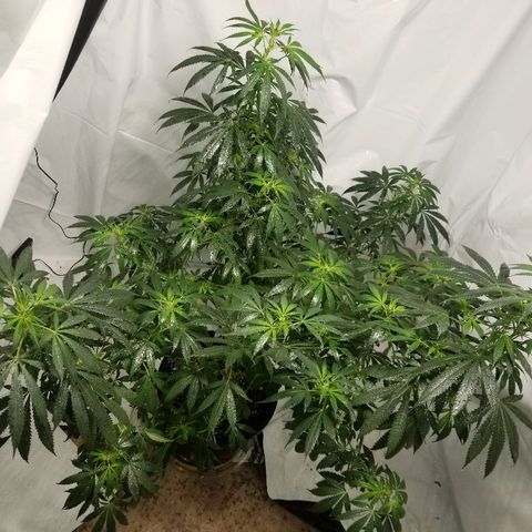 Gina growlog timeline photo