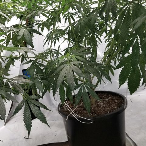 Gina growlog timeline photo