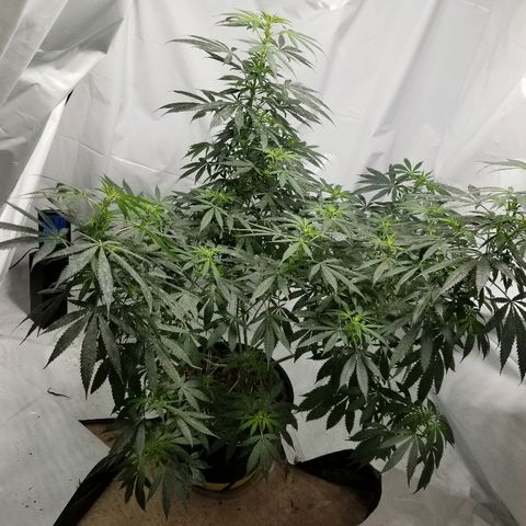 Gina growlog timeline photo