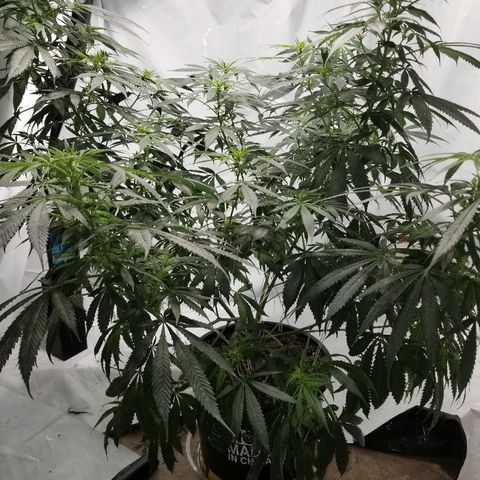 Gina growlog timeline photo