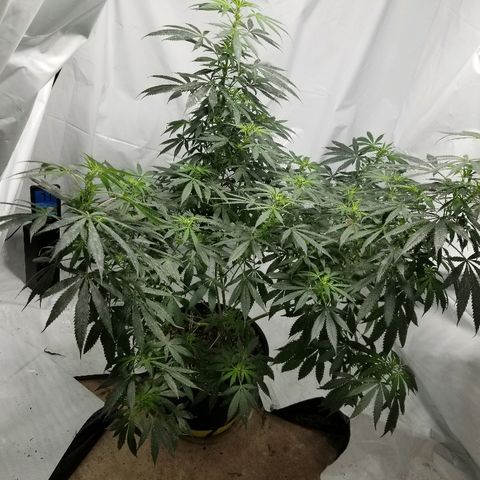 Gina growlog timeline photo