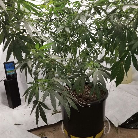 Gina growlog timeline photo