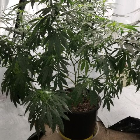 Gina growlog timeline photo