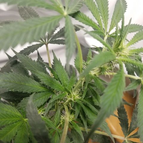Gina growlog timeline photo