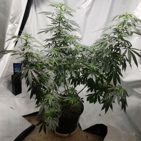 Gina growlog timeline photo