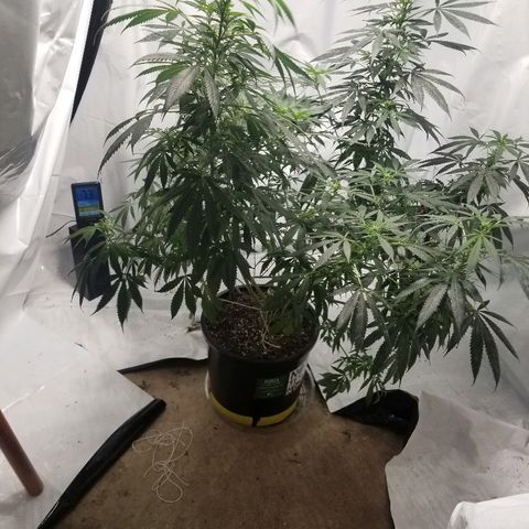 Gina growlog timeline photo