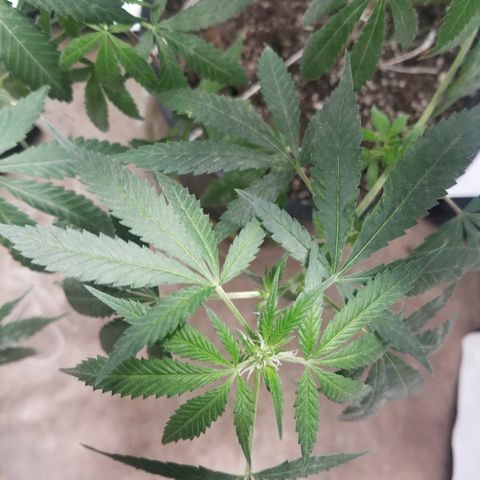 Gina growlog timeline photo