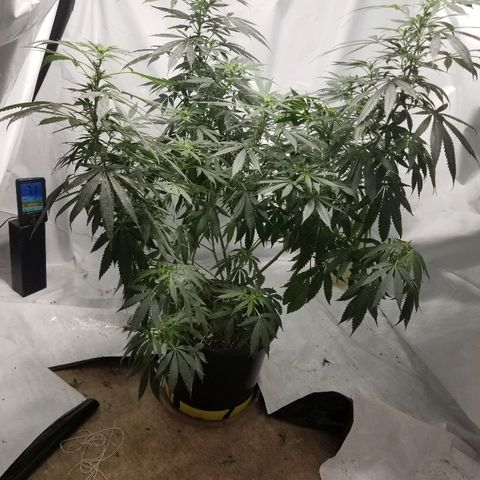 Gina growlog timeline photo