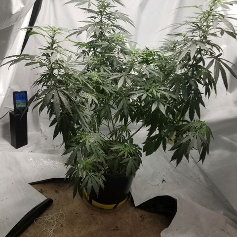 Gina growlog timeline photo