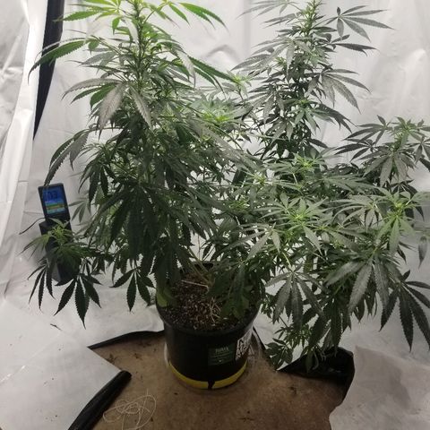 Gina growlog timeline photo